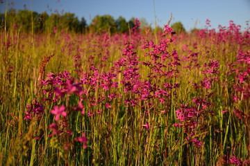 picture with red flowers in the meadow