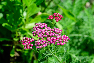 Close up of beautiful pink flowers of Achillea millefolium plant, commonly known as yarrow, in a garden in a sunny summer day