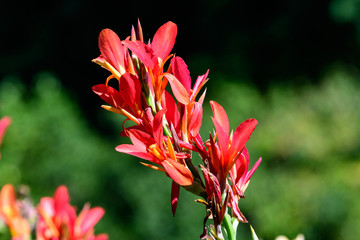 Red flowers of Canna indica, commonly known as Indian shot, African arrowroot, edible canna, purple arrowroot or Sierra Leone arrowroot, in soft focus, in a garden in a sunny summer day