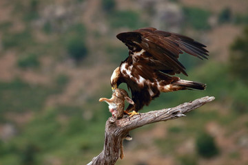 The Spanish imperial eagle (Aquila adalberti), also known as the Iberian imperial or Spanish eagle, or Adalbert's eagle sitting on the branch. Imperial eagle  with mountains in the backgroun