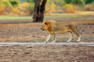 The Southern Lion (Panthera leo melanochaita) or Eastern-Southern African Lion. A large very blond dominant male, typical coloring for Luangwa lions, walks along the way in orange sunset.