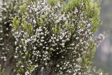 Flowers of a giant heather tree, Erica arborea, in Ethiopia.