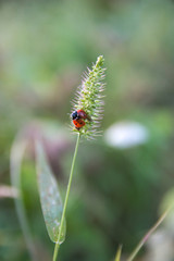 Close-up of a ladybug on a weed in the crop field