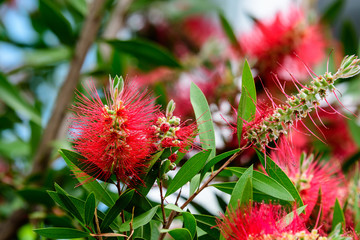 Red Callistemon flower, commonly known as bottlebrushes, in a sunny summer day