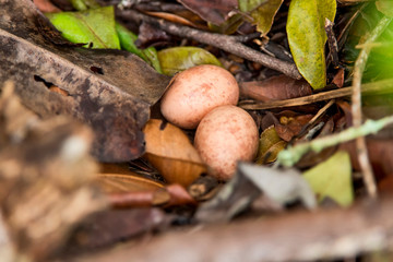 Common Pauraque eggs in the nest photographed in Guarapari, Espirito Santo. Southeast of Brazil. Atlantic Forest Biome. Picture made in 2013.
