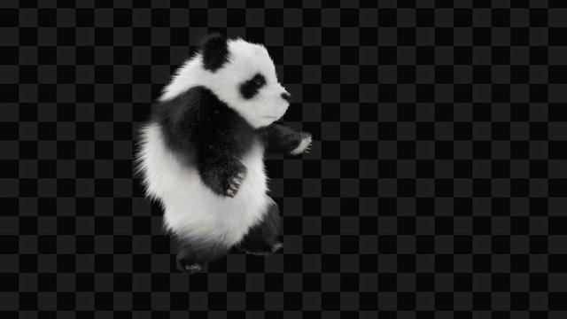 panda Zoo CG fur 3d rendering animal realistic CGI VFX Animation  Loop Crowd dance composition 3d mapping cartoon, (with Alpha Channel)