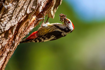 Cute Woodpecker and its nest. Green forest background. Bird: Middle Spotted Woodpecker. Dendrocopos medius.