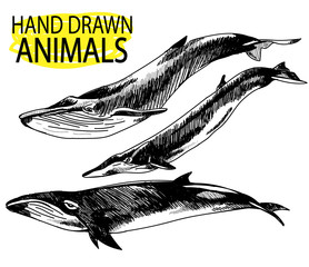 Whales. A set of images. freehand drawing in vintage style.