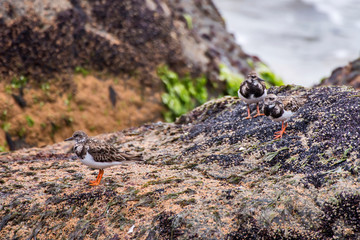 Ruddy Turnstone photographed in Guarapari, Espirito Santo. Southeast of Brazil. Atlantic Forest Biome. Picture made in 2013.