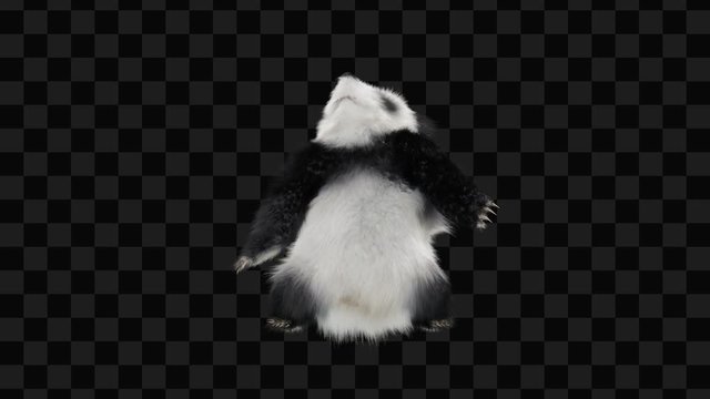 panda Zoo CG fur 3d rendering animal realistic CGI VFX Animation  Loop Crowd dance composition 3d mapping cartoon, (with Alpha Channel)