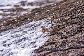 Ruddy Turnstone photographed in Guarapari, Espirito Santo. Southeast of Brazil. Atlantic Forest Biome. Picture made in 2013.