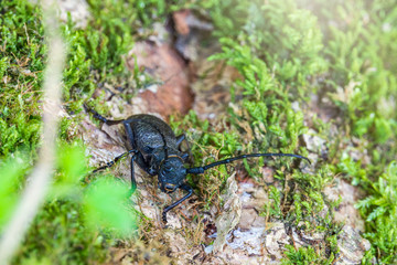 Beetle Large oak barbel - Cerambyx cerdo. Beetle woodcutter