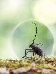 Beetle Large oak barbel - Cerambyx cerdo. Beetle woodcutter