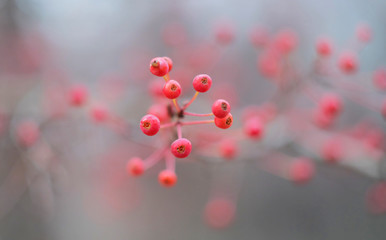 Ripe fruits of wild berry apple tree (Malus baccata) on a branch in autumn, macro photo, bokeh effect.