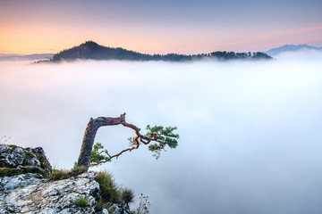 Sokolica © darek
