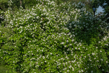 Fototapeta na wymiar Blooming white flowers of a jasmine bush. Butterflies on white flowers. Butterflies pollinate flowers.