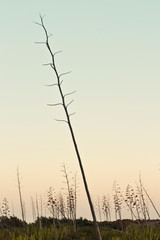 Fototapeta premium desolated tree in Almería 