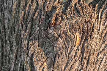 The texture of the bark of an old willow