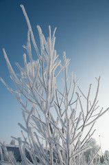 Obraz premium frozen grass on background of blue sky