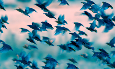 Flying birds. Birds silhouettes. Nature background. Abstract nature. Birds: Common Starling....