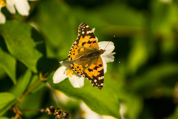 Obraz premium Blooming white flowers of a jasmine bush. Butterflies on white flowers. Butterflies pollinate flowers.
