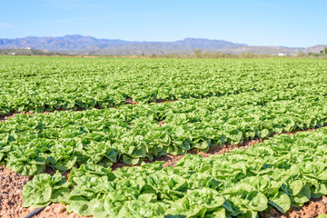 Fototapeta na wymiar Field of green and fresh lettuce. agriculture concept