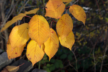 A close up of a collection of yellow autumn leaves on a tree