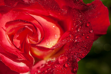 Fragment of red rose with water drops on petals after rain