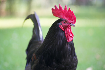coq