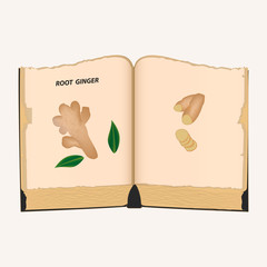 Ginger - an old recipe book - on the pages cut pieces and roots - isolated on a light background - vector. The medicine. Useful plants.