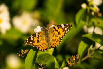 Blooming white flowers of a jasmine bush. Butterflies on white flowers. Butterflies pollinate flowers.