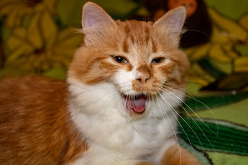 Fototapeta na wymiar Red fluffy kitten yawns joyfully after a long pleasant sleep