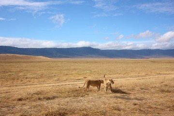 Safari landscape with lions in Ngorongoro Crater, Tanzania