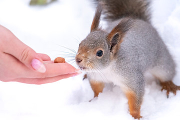 Girl feeds a squirrel with nuts at winter