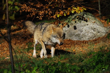 wolf