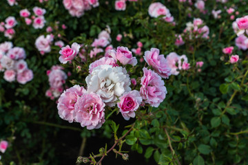 Blooming in the garden of pink and red decorative roses. Pink and red roses bloom in the park.