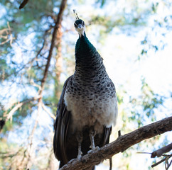 Wildlebende Bunte Pfauen, kleine Kätzchen im Pfauenwald Plaka auf Kos Griechenland