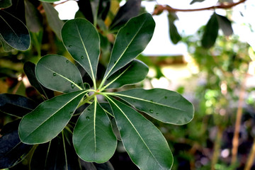 Laurus nobilis laurel tree green leaves on daylight shoot.