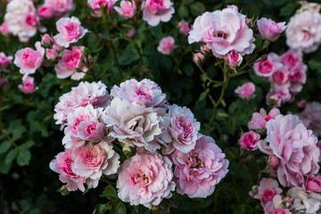 Blooming in the garden of pink and red decorative roses. Pink and red roses bloom in the park.