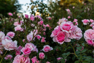 Blooming in the garden of pink and red decorative roses. Pink and red roses bloom in the park.