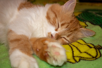 Fototapeta na wymiar Sleeping red fluffy kitten after active games