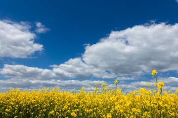 Obraz premium Raps gegen Wolkenverlauf gestellt