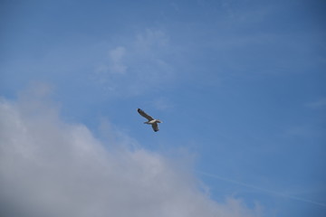A lonely Seagull Gracefully Diving in the blue sky with clouds.