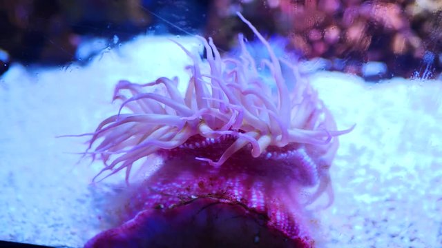 Actinia equina. Beadlet anemone. 
