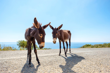 Wild donkeys on the Karpaz Peninsula, Rizokarpaso (Dipkarpaz), Famagusta (Iskele) District, Cyprus (Northern Cyprus).