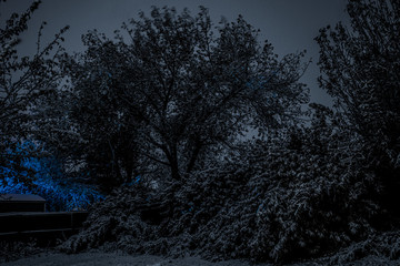 Late autumn landscape. Mystical atmospheric night scene, leaves are still on the trees, fresh snow, and blue light