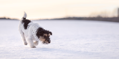 Cute small  Jack Russell Terriers dog sniffing on a snowy meadow in winter in front of evening sky and follows a trail.