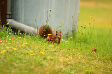 Eichhörnchen