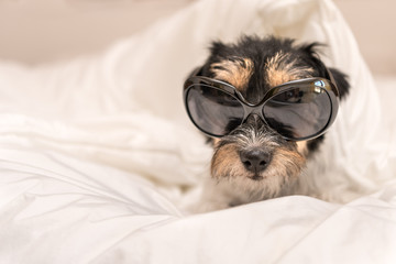 Funny little Jack Russell Terrier dog  with glasses is lying and sleeping in a bed