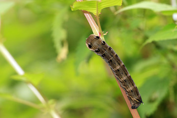 Mittlerer Weinschwärmer